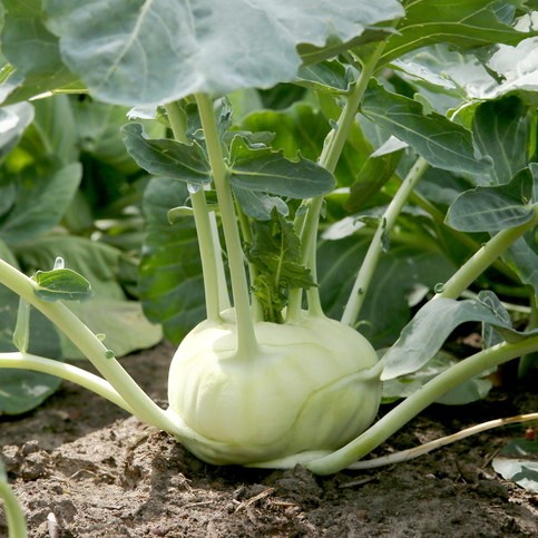 Kohlrabi