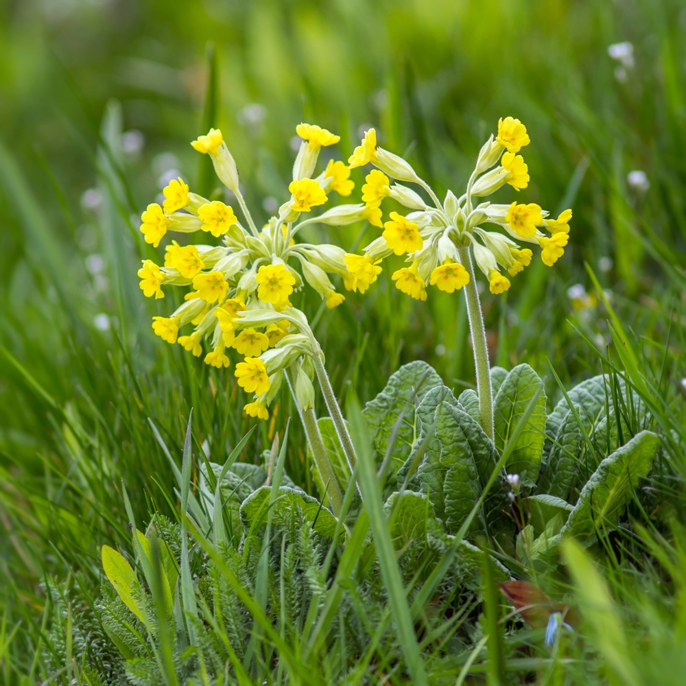 Echte Schlüsselblume BIO Samen