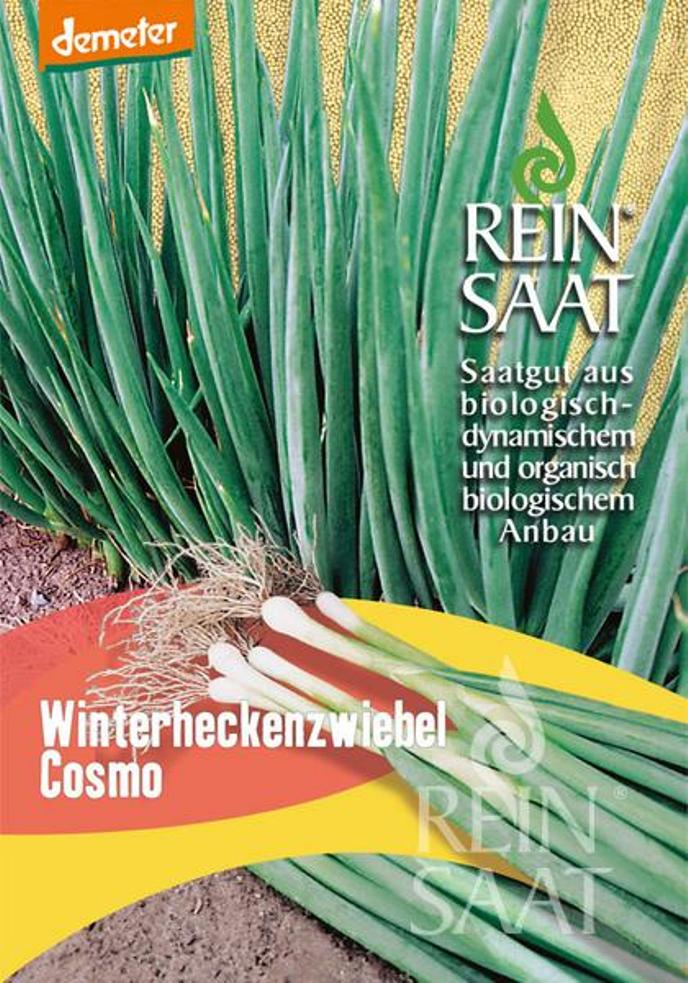 Winterheckenzwiebel BIO Samen