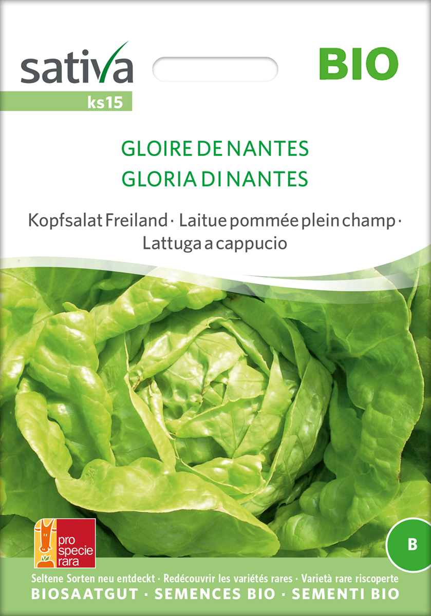 Kopfsalat 'Gloire de Nantes' BIO Samen