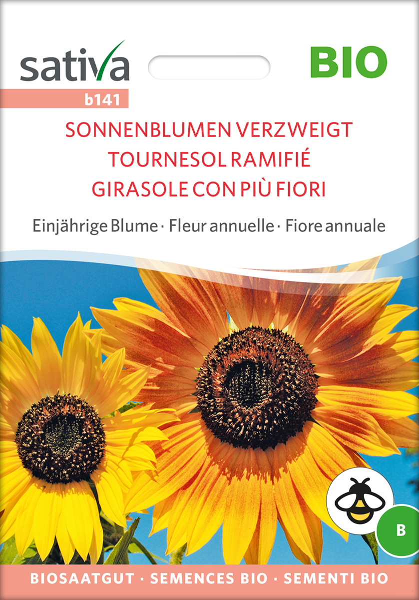 b141_sonnenblumen_verzweigt_bio_samen Sonnenblumen verzweigt