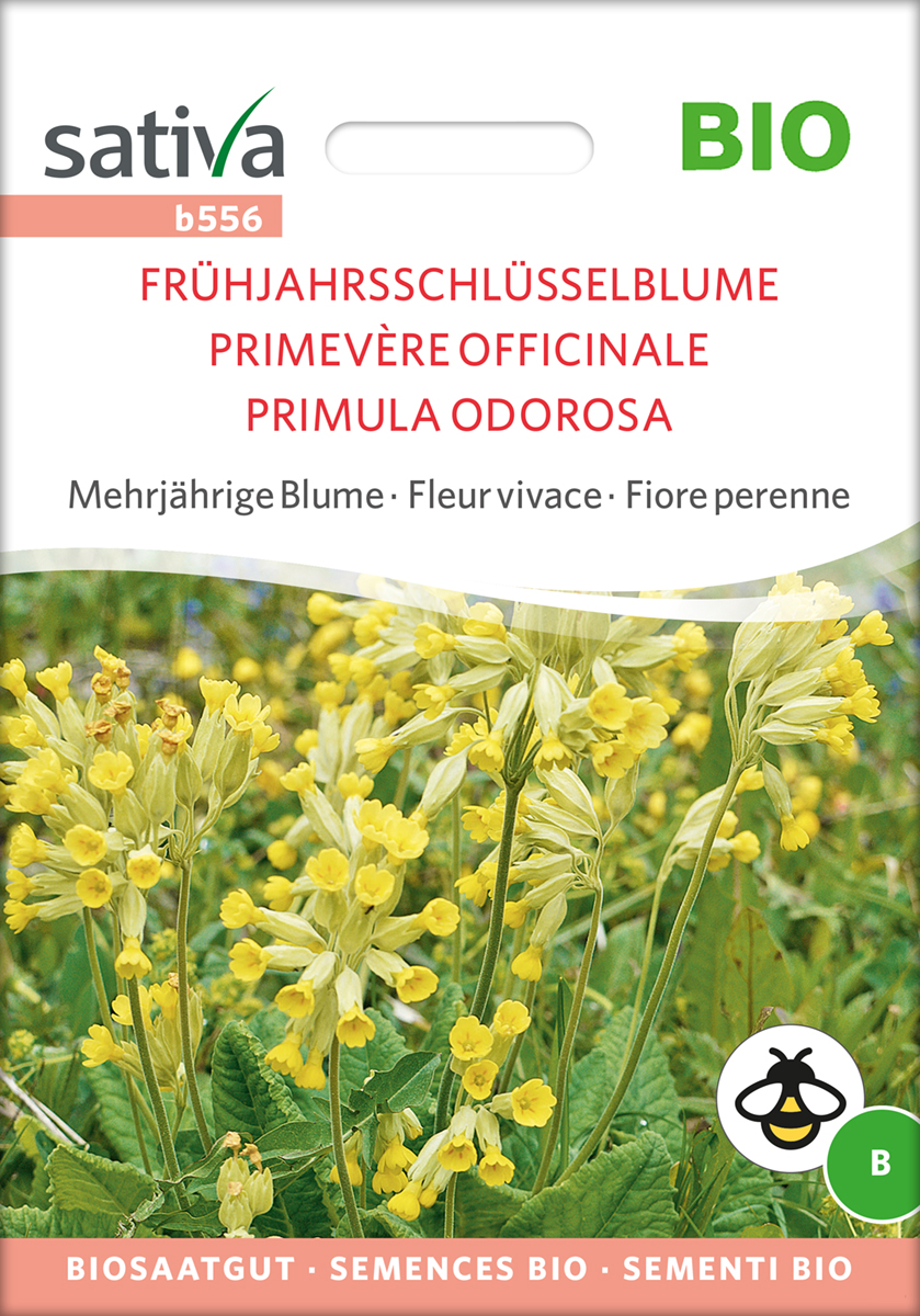b556_fruehjahrs_schluesselblume_samen_bio Echte Schlüsselblumen BIO Samen