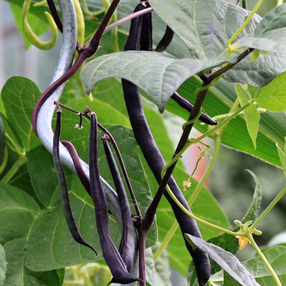 Stangenbohne 'Brunhilde' BIO Samen