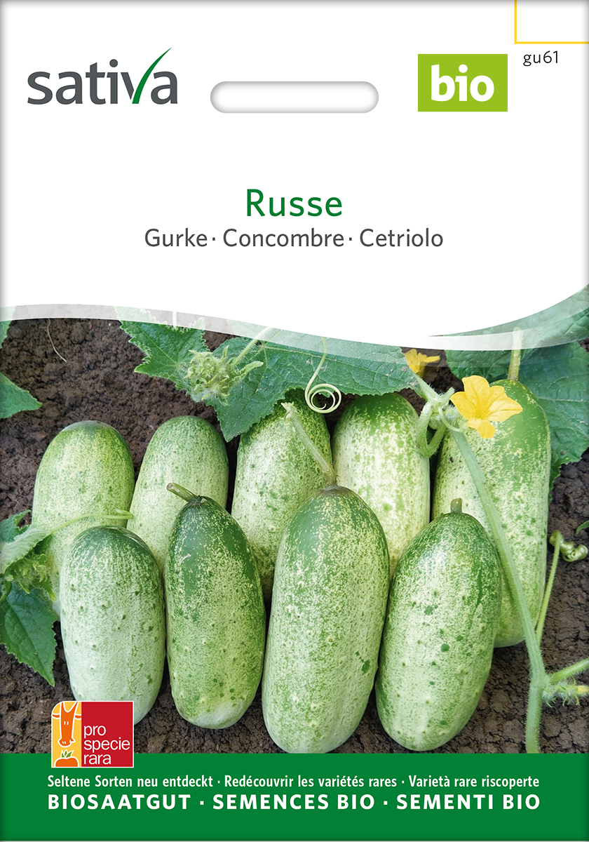 Gurke 'Russische' Samen