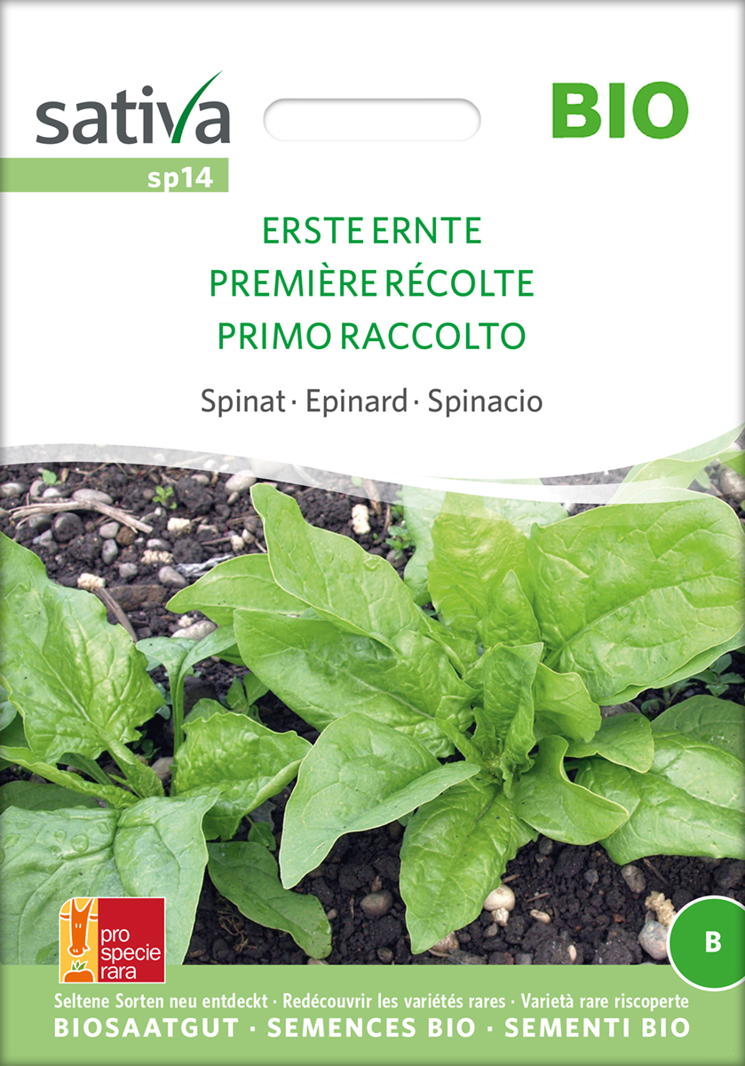 Spinat Erste Ernte Samen