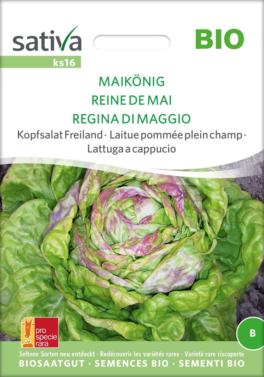 Kopfsalat Maikönig Sativa