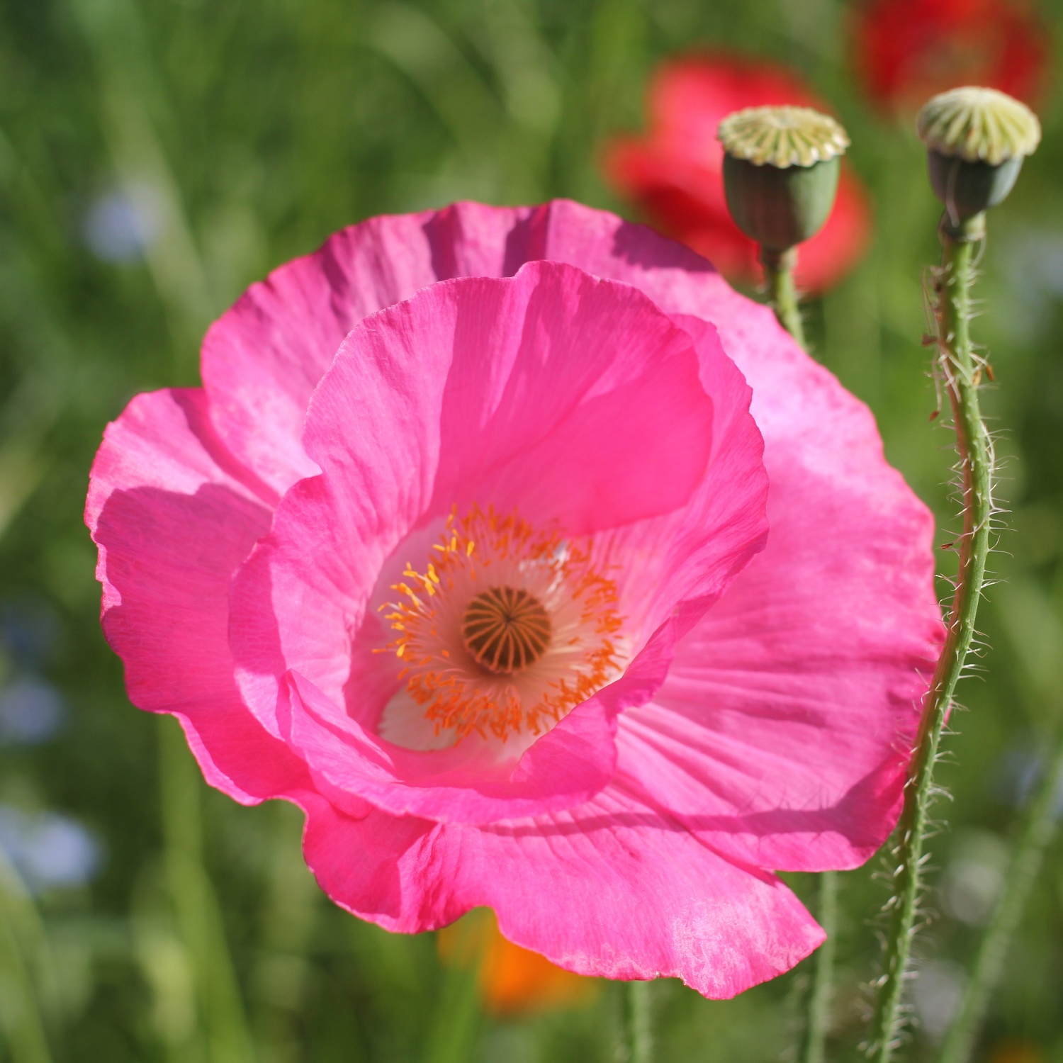 Seidenmohn BIO Samen