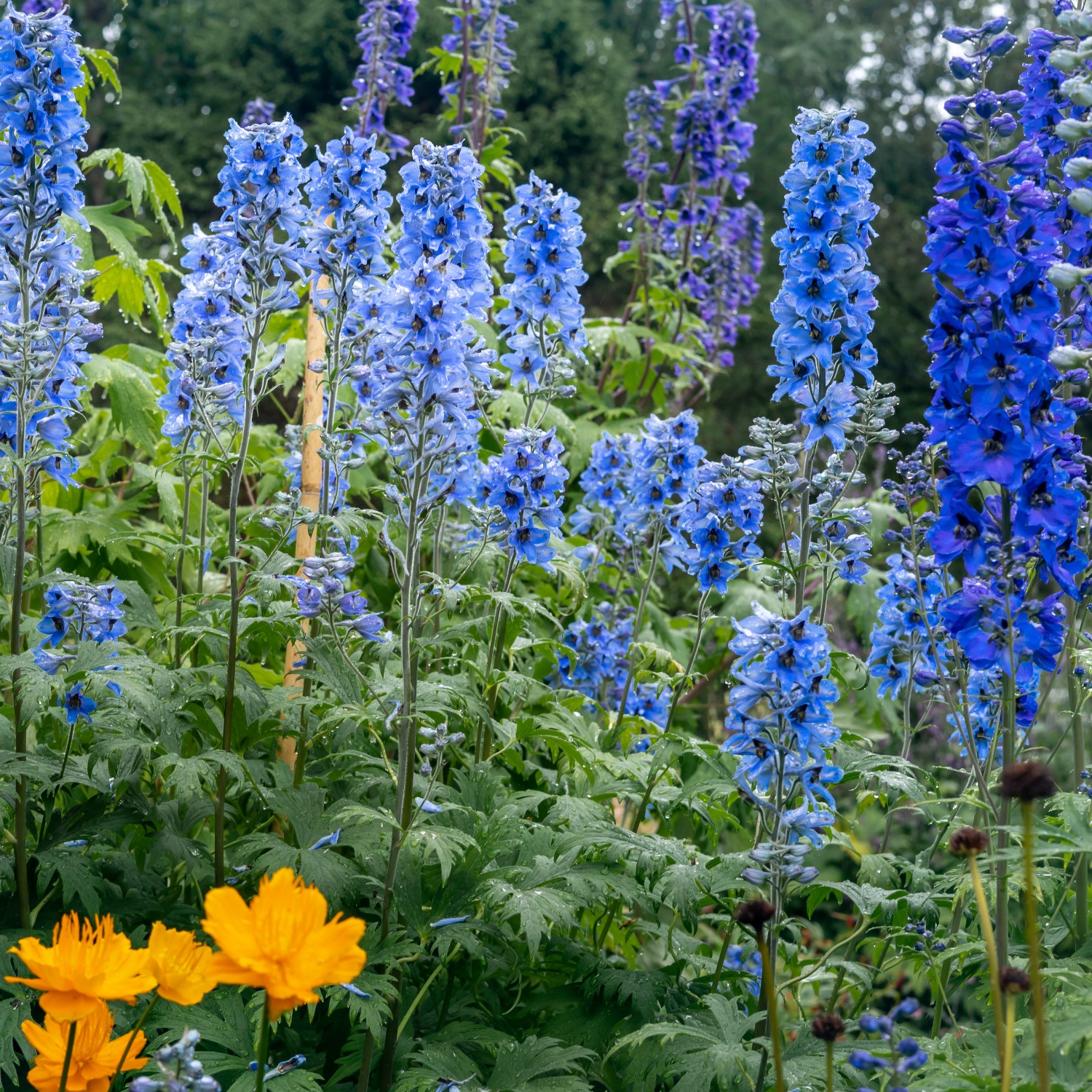 Rittersporn 'Blaue Mischung' Staude I BIO Samen